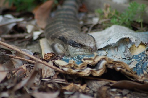 BlueTongue02