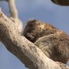 Koala-Phillip-Island
