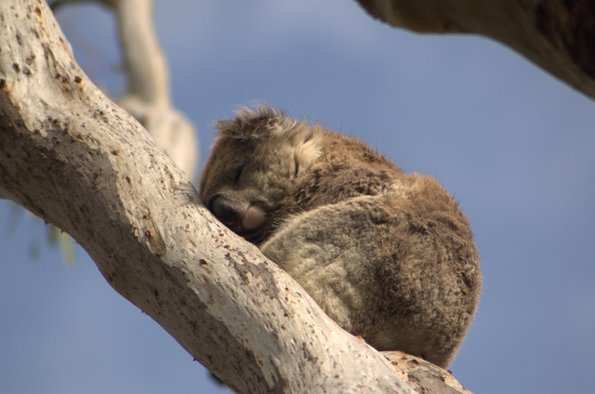 Koala-Phillip-Island