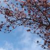 BackyardTree