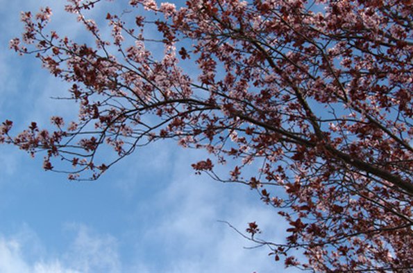 BackyardTree