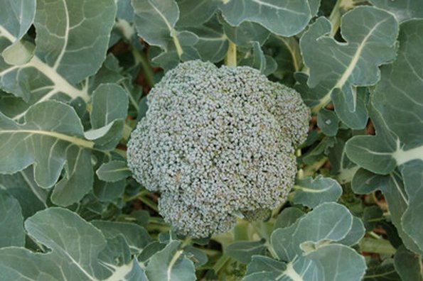 Broccoli