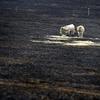 The devastation of yesterdays South Gippsland fires, cattle in a burnt out paddock in Warragul.