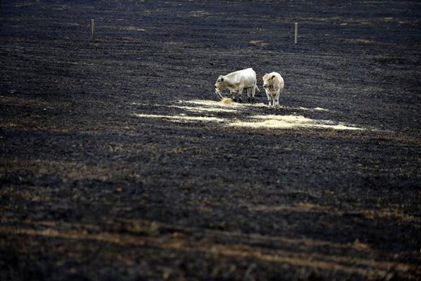 The devastation of yesterdays South Gippsland fires, cattle in a burnt out paddock in Warragul.