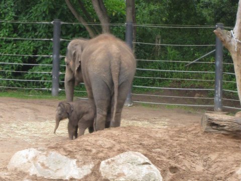 Melbourne's Baby Elephant
